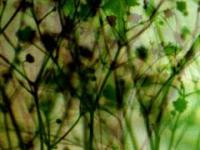 Photo by Stig Marlon Weston. A plant